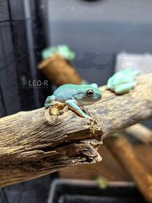 White Tree Frog / Dumpy Tree Frog / Katak