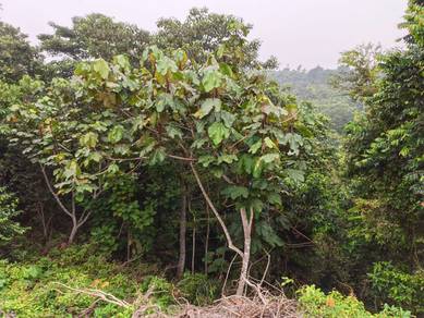 Tanah Pertanian Untuk Dijual - Kundur Hulu, Rembau, N. Sembilan