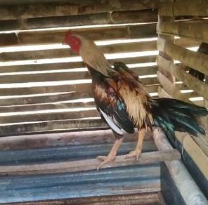 Ayam sabung