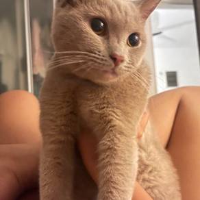 BSH Lilac cat