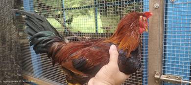 ayam kampung asli