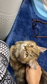 persian flat face
