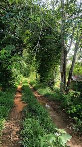 Plam Oil Agriculture Land Ayer Paabas, Alor Gajah, Malaka For Sale.