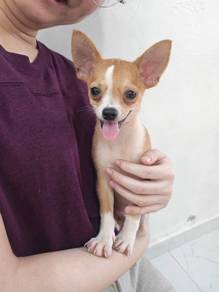 Cute❗Chihuahua Shortcoat Puppy 1210A