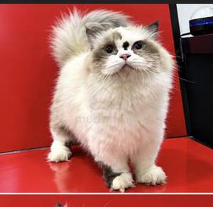 ragdoll munchkin supershort kaki pendek female