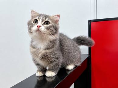 munchkin supershort/kaki pandek female