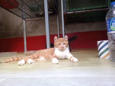 oyen , telinga curl 5 bulan for free