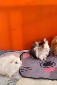 Guinea Pig