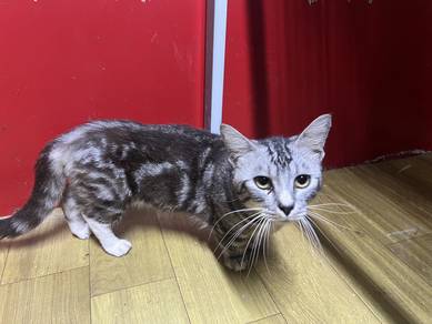 munchkin kaki pendek male adult pandai mating