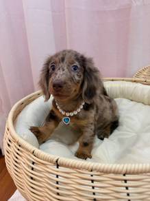 Miniature Long Haired Dachshund
