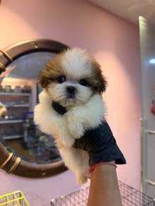 Tiny Shihtzu 西施宝宝