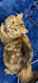 persian flat face