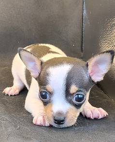 Chihuahua Puppy (male)