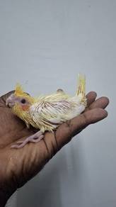 Burung