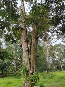Freehold Agricultural Land | 2.755 Acres | Durian Farm | Linggi