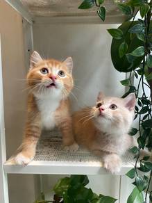2 Male Kittens for Sale!