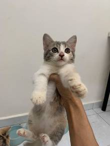kitten mix adopt