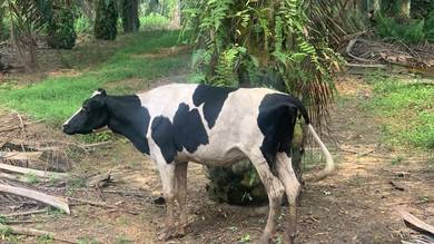 lembu susu untuk di jual ....  