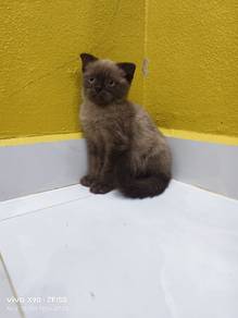 scotish for rehome