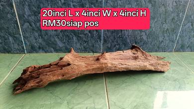 Driftwood best untuk aquarium Channa