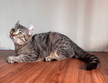american curl
