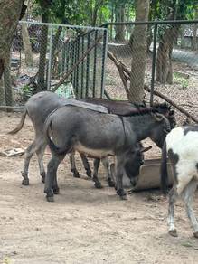 Maniature Donkey