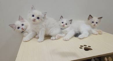ragdoll