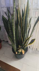 snake plant ......Pokok Lidah Mertua.130cm
