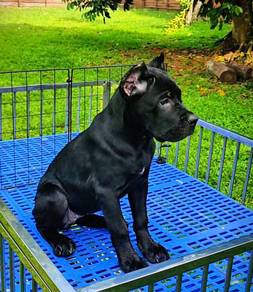 Cane Corso