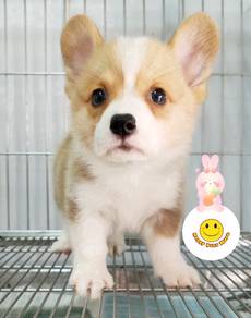 TT32 Welsh Corgi brown & white haired puppy