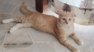 Mainecoon Mix Kitten 