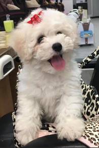 BC207 Mini size Bichon Frise puppies