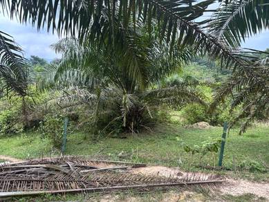 TANAH SAWIT UNTUK Dijual, MUKIM ULU CHEKA, JERANTUT, PAHANG