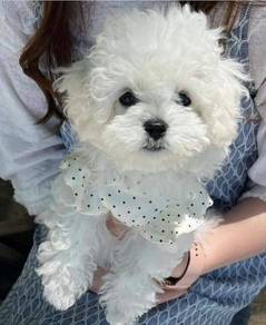 BC512 Tiny size Bichon Frise puppy