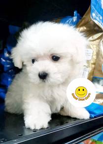 QW29 Bichon Frise puppies
