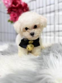 G288 Mini size Bichon Frise pretty pet