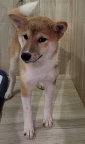 Shiba Inu puppy for sale
