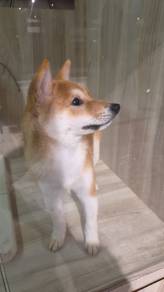 shiba Inu Male Dog 