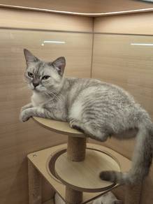 Domestic short hair cat