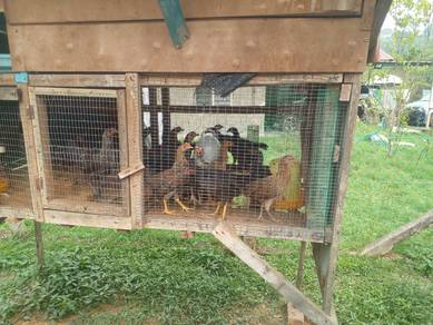 Ayam kampung asli