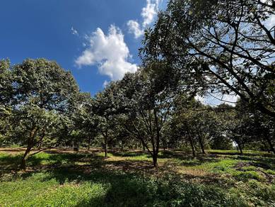 Perak Sungkai Durian farm  