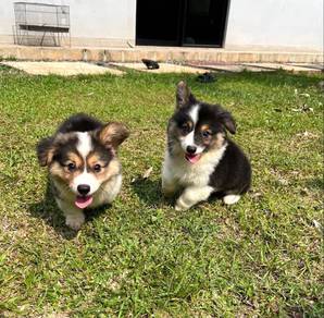 Long coat Corgi