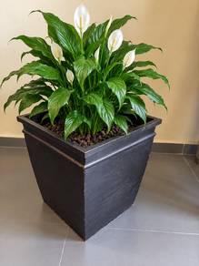 metal pot