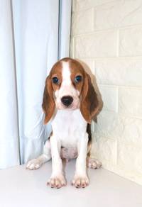 J0814 Beagle Friendly Pet Companion Puppy