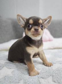 CHIHUAHUA PUPPIES VIP260🌷Head Apple Cute Dog