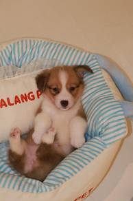 J0818 Corgi Friendly Pet Companion Puppy