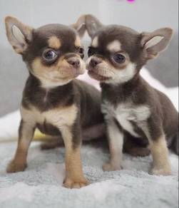 CHIHUAHUA PUPPIES VIP261🌷Head Apple Cute Dog