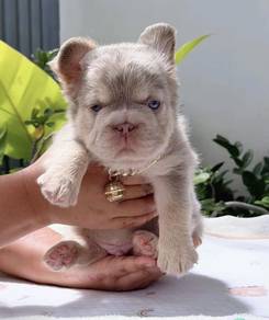 FRENCH BULLDOG PUPPIES VIP154🌻super fluffy Boy