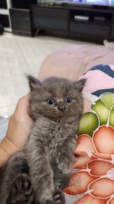 2 female ragdoll-British long hair kitten
