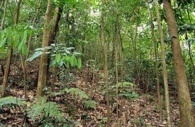 Tanah Pertanaian Sesuai Untuk Dusun Durian Di Kulim